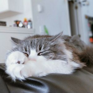 Meet your Posher, Mina